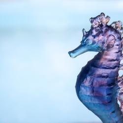 Daum Coral Sea Blue Pink Seahorse 05714